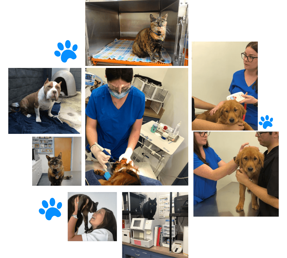 Hospital services and pets images