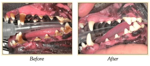 Before and after dental cleaning
