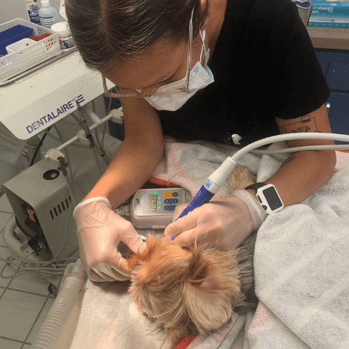 Veterinarian performing a dental procedure on a dog