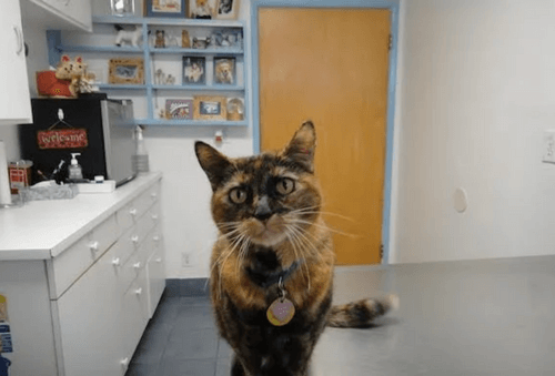 Cat in examination room