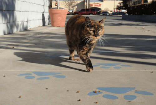 Cat walking on paw printed path