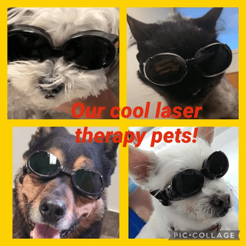 Collage of pet laser therapy