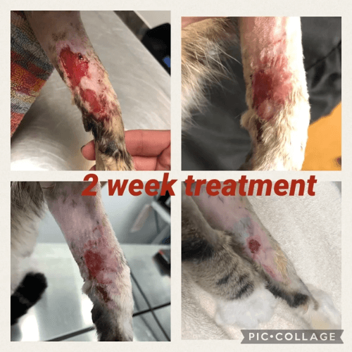 Collage of 2 week laser therapy