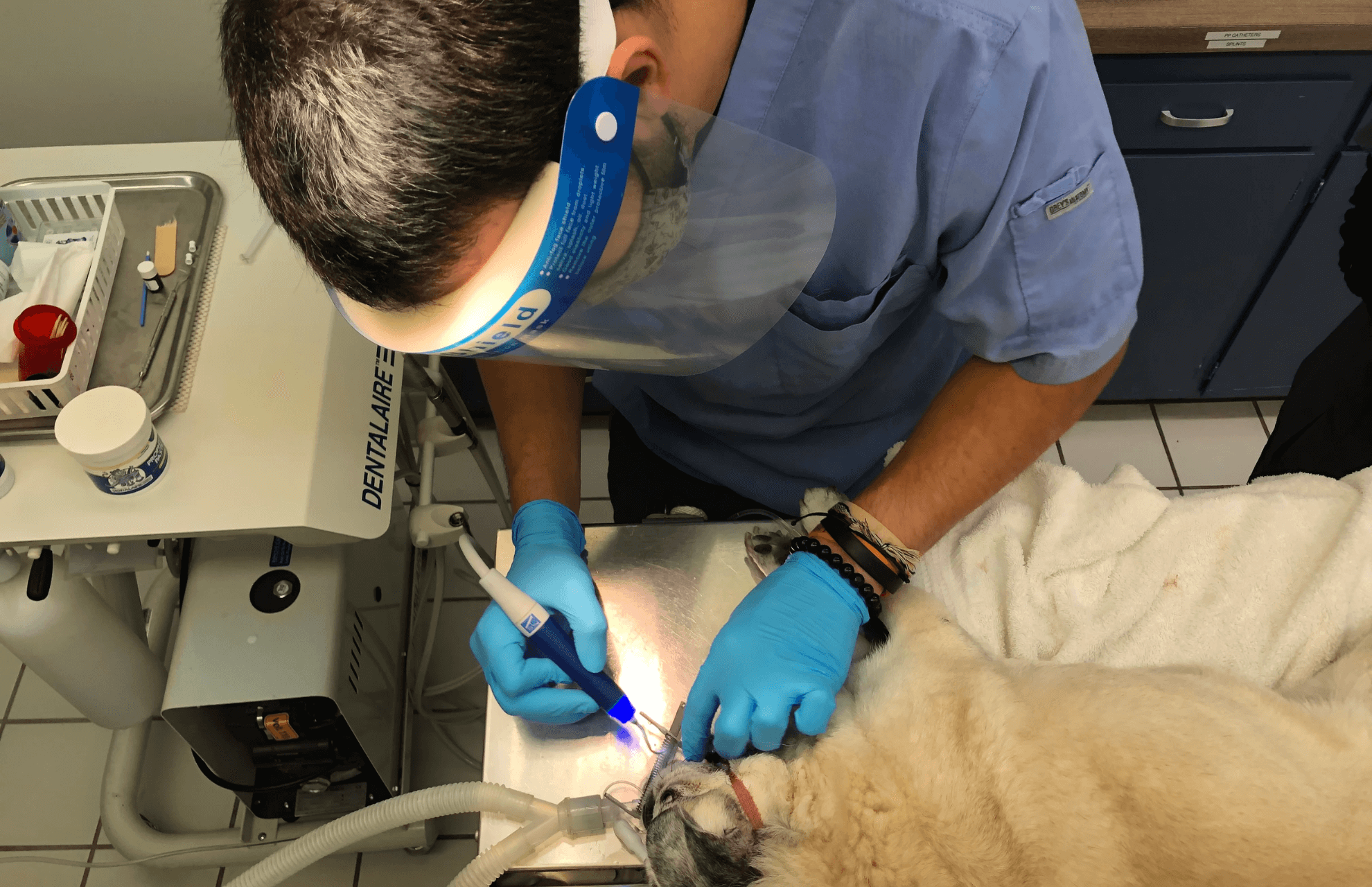 Pet Dental Care In Huntington Beach, CA | Beach Boulevard Pet Hospital 