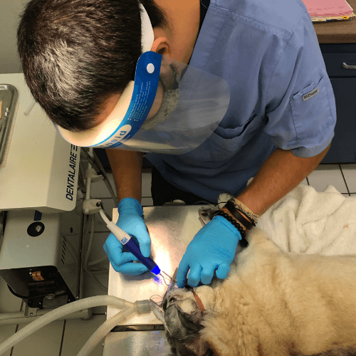Veterinary staff doing dental treatment for dog