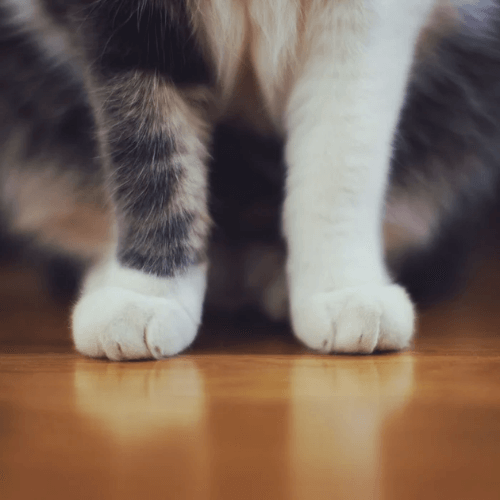 Cat legs on floor