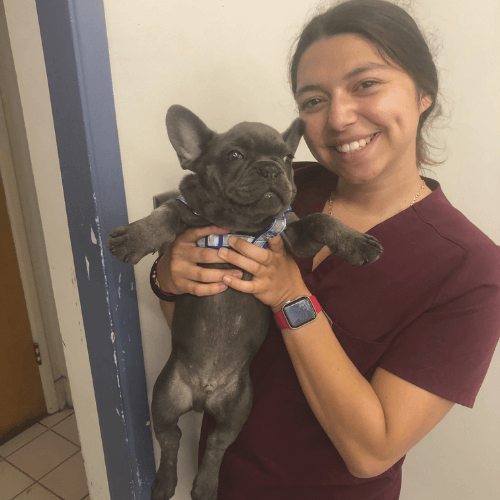 Vet staff holding a dog