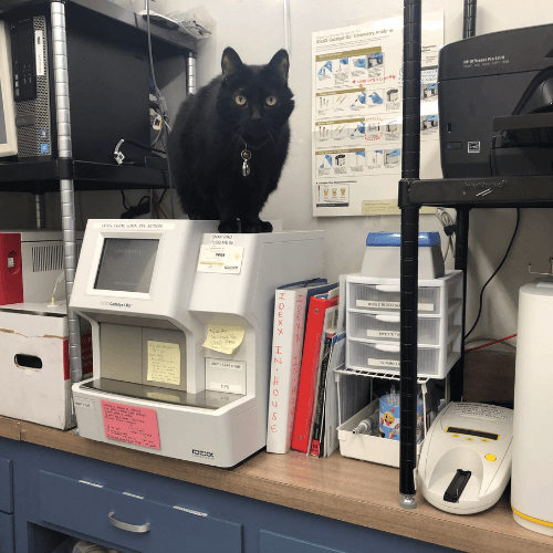 Cat sitting on equipments in lab