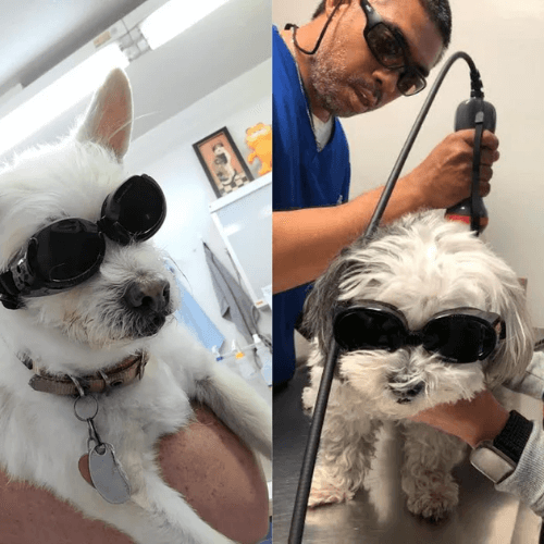 Vet doing laser therapy for dog