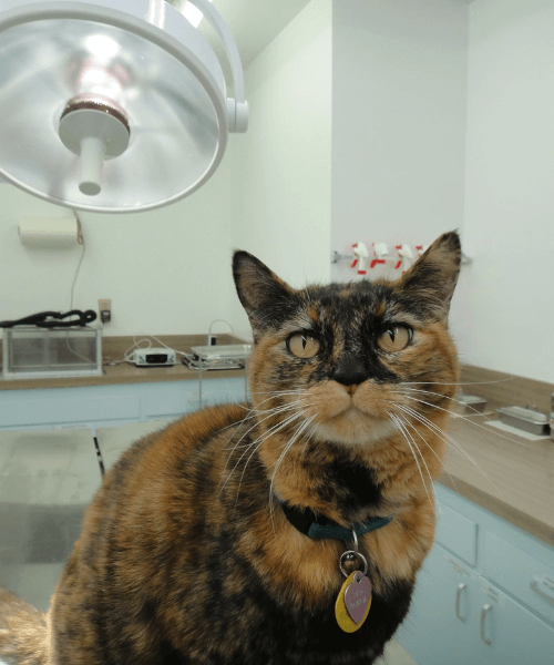 Cat in surgery room
