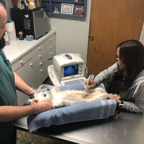 Vets taking X-ray of pet
