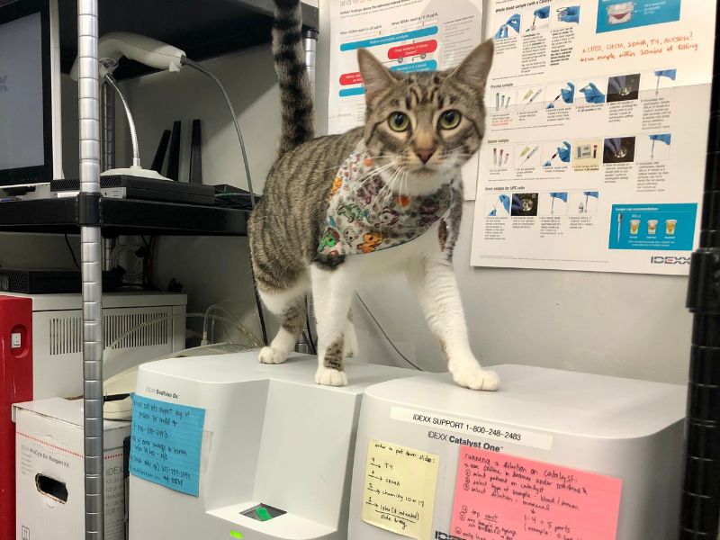 Cat sitting in laboratory room