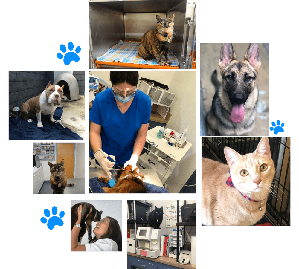 Beach Boulevard Collage Hospital services and pets images