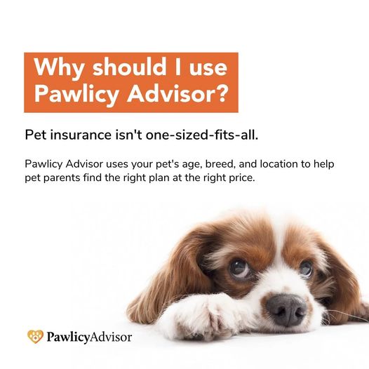 Pet insurance icon
