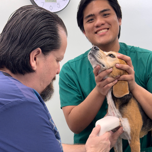 Vet staff holding a dog