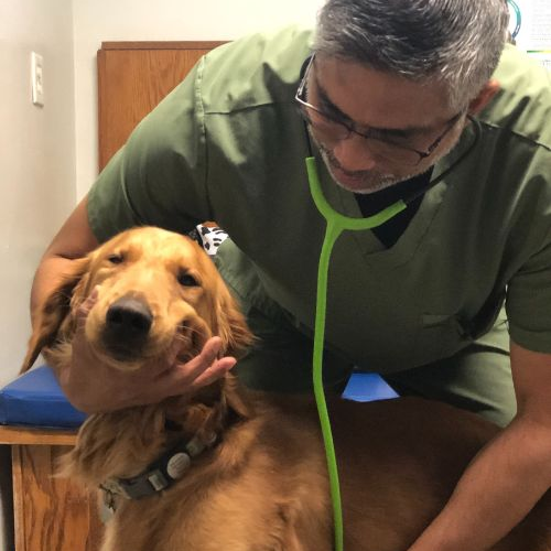 Vet staff holding a dog